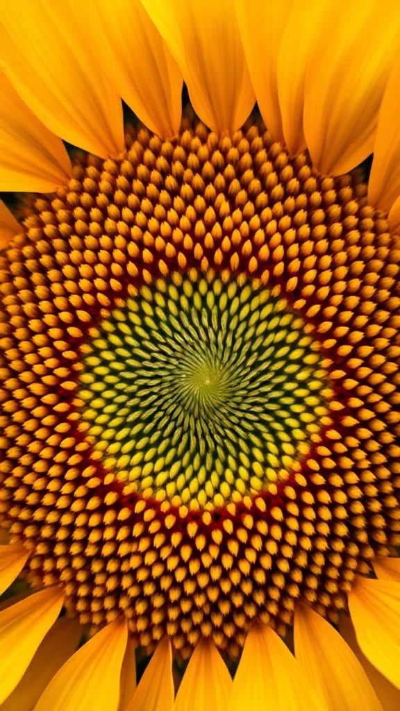 Sunflower Center Macro Golden